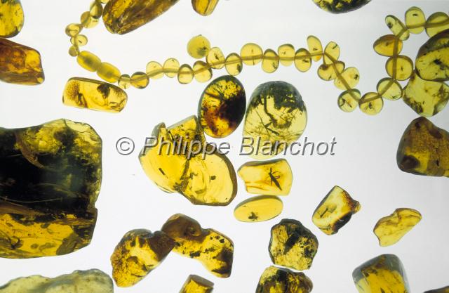 pologne gdansk 08.JPG - Inclusions d'insectes dans de l'ambre jauneMusée de l'ambre, GdanskPoméranie, Pologne